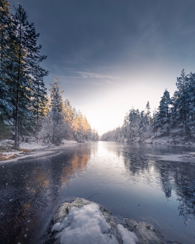 Forest of Norway